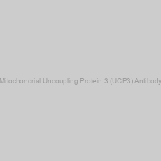 Image of Mitochondrial Uncoupling Protein 3 (UCP3) Antibody